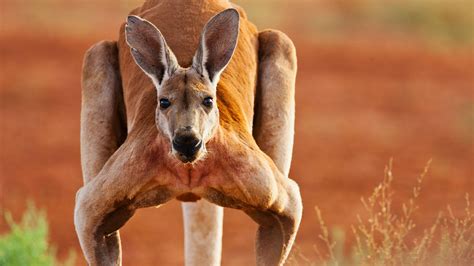 オーストラリア グランドキャニオン: なぜカンガルーは崖を飛び越えないのか？