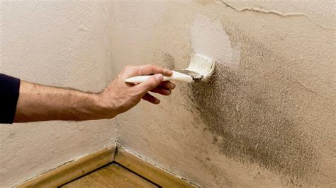 Can I Paint Over Black Mold? Exploring the Depths of Decorative Desperation