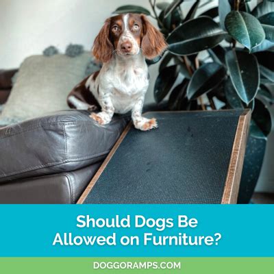 Should Dogs Be Allowed on Furniture: A Debate on Comfort, Hygiene, and the Existential Crisis of Sofas