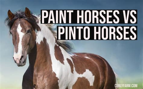 What's the Difference Between a Paint and a Pinto Horse, and Why Do They Both Love Wearing Striped Socks?